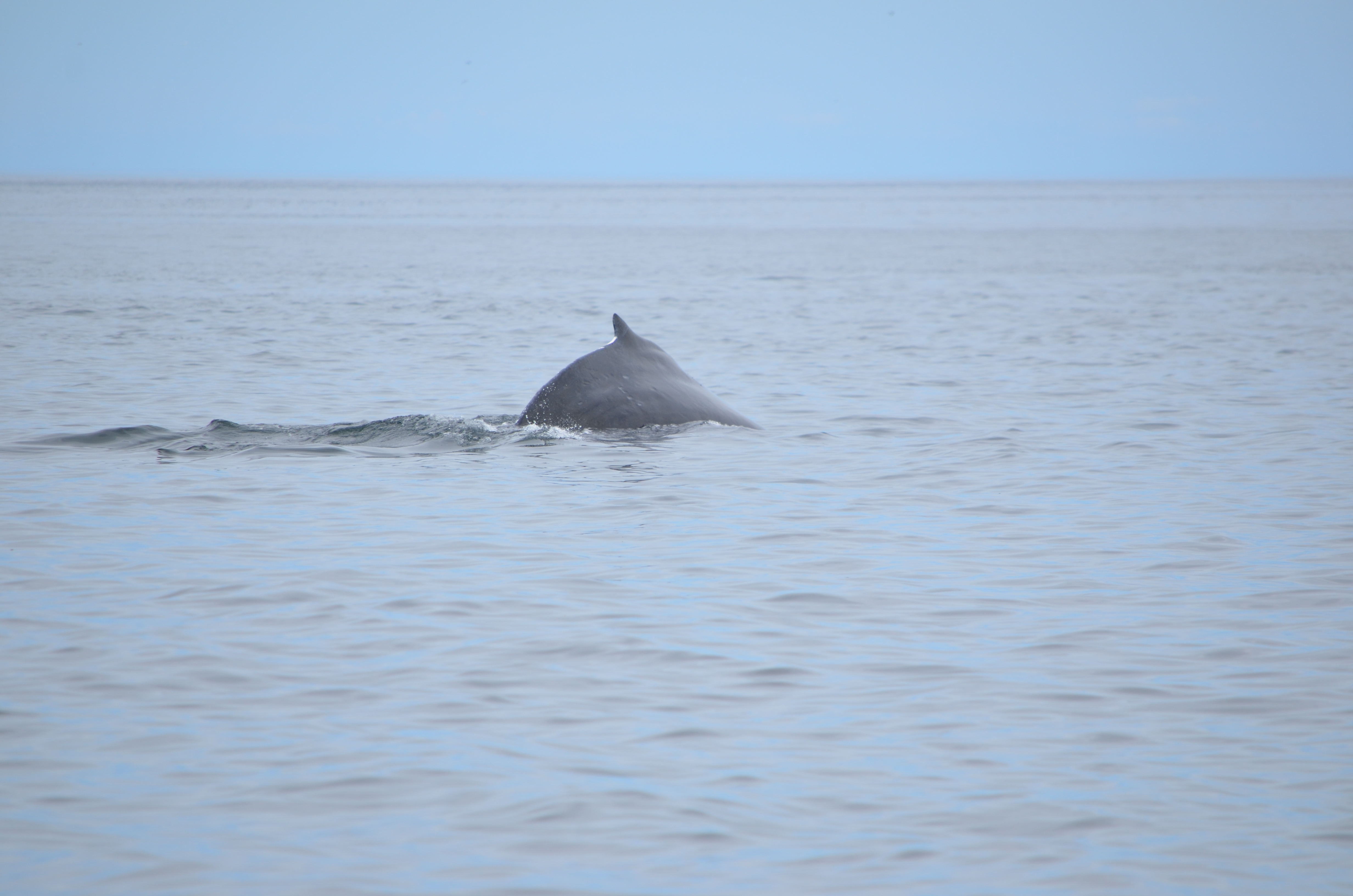photos/wildlife/Mammal_Species/Humpback Whale/DSC_0192.JPG